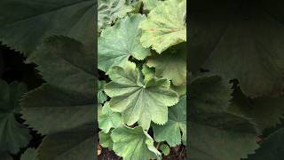 Alchemilla mollis  Garden Ladysmantle scientificname plants [upl. by Hoehne]