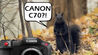 Canon C70 Wildlife With RF 100400mm f568 SO CINEMATIC [upl. by Herzberg914]