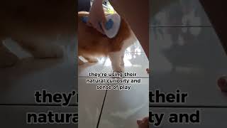 Why do cats seem to knock things off tables catopedia zoeymeow cat pets [upl. by Yanej429]