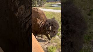 A bison…so close that I could touch him [upl. by Laicram]