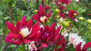 Cutting back dahlias in autumn to prepare them for winter and adding mulch as a Robin watches [upl. by Immat]