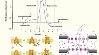 Werking actiepotentialen [upl. by Nawat]