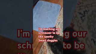 Im teaching our schnauzer to get the rug schnauzermini viralshortvideo petloverscommunity [upl. by Jordanson]