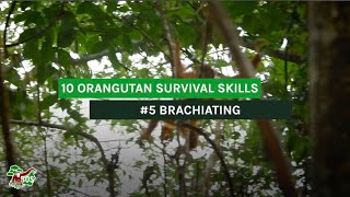 5 BRACHIATING  10 ORANGUTAN SURVIVAL SKILLS [upl. by Cornwell]