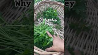 Why we grow a lot of parsley in the edible forest [upl. by Xenophon]