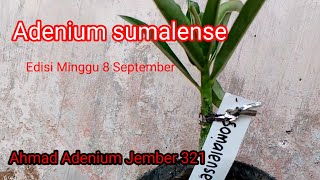 Adenium Sumalense ahmadadeniumjember321 [upl. by Ecinerev]