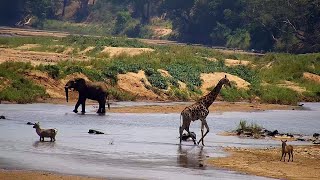 Olifants River  Wildlife Live Stream – Greater Kruger National Park [upl. by Etana808]