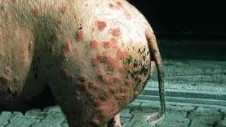 Erysipelas in Pigs Causes Signs and Methods of Treatment [upl. by Roze]