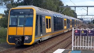 Banksia Trainspotting [upl. by Aicirtap973]