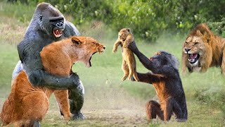 Poor Lion Cubs Stolen By Baboons  Angry Mother Lion Kills Baboon To Avenge Her Cub [upl. by Inamik]