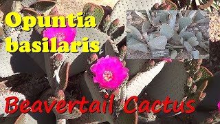 Plant Traveller Opuntia basilaris Beavertail Cactus [upl. by Argyres]