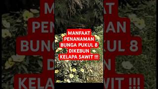 MANFAATPENANAMAN BUNGA turnera subulata bunga pukul 8 DIKEBUN KELAPA SAWIT [upl. by Spiro]