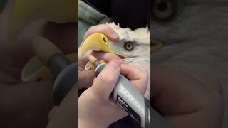 Why do keepers regularly trim eagles beaks and talons funfacts [upl. by Assenej]