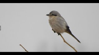 Northern Shrike at Magee Marsh [upl. by Lyndsay586]