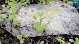 Estos platos biodegradables se pueden sembrar después de usar  15 POST [upl. by Avraham]