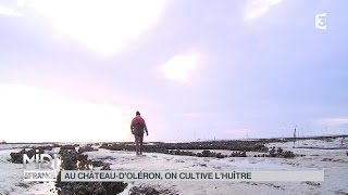 SUIVEZ LE GUIDE  Au château dOléron on cultive lhuitre [upl. by Terrijo]