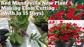 HOW TO MAKE RED MANDEVILLA NEW PLANT FROM GUTTI KALAM IN THIS TIMEHOW TAKE CARE RED MANDEVILLA [upl. by Publus971]