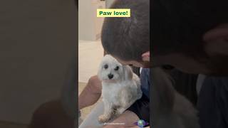 Dog Shows Pure Love After Owners Kiss [upl. by Begga973]