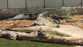 Alimentando a nuestra Crocodylus Acutus [upl. by Mellins671]