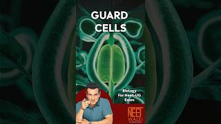 Guard cells  Stomata opening and closing  Biology for NEETUG EXAM  neet biology science neet [upl. by Cower578]