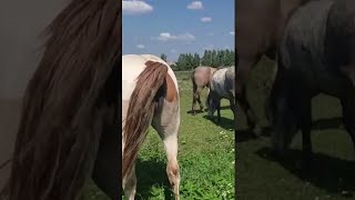 Stallion went for a walk in a herd of mares । Beautiful Horses [upl. by Favrot]