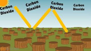 Deforestation Effects on Climate [upl. by Archibold]