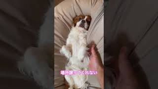 キャバリアキングチャールズスパニエルさんは場所を譲ってくれない犬キャバリア cavalier [upl. by Nonna]