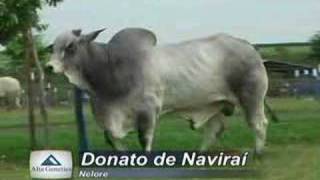 Donato de Naviraí [upl. by Kerman]