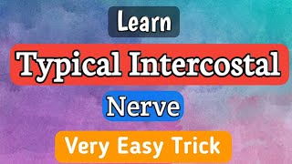 Typical Intercostal Nerve [upl. by Anilrats]