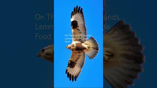 The Diet Of The Rough Legged Buzzard birds avian nature [upl. by Ahsuatal]