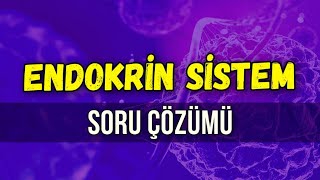 ENDOKRİN SİSTEM SORU ÇÖZÜMÜ l Seda Hoca Biyoloji ayt2024 [upl. by Eiveneg]