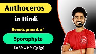 Anthoceros in Hindi  Development of Sporophyte in Anthoceros  Life Cycle of Anthoceros  05 [upl. by Stelle]