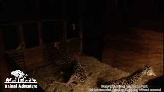 Giraffe Cam  Animal Adventure  April the Giraffe [upl. by Jobie]