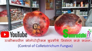 डाळींबावरील कोलोटोट्रिकम बुरशीचे नियंत्रण कसे कराल  Control of Colletotrichum Fungus [upl. by Toolis]