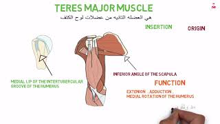 teres major muscle [upl. by Seraphim]