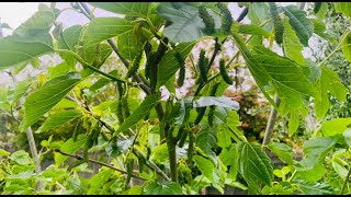 Berry Bonanza Exploring the Garden’s sweet harvest Summer 2023SE4Project Food Garden [upl. by Sajet]