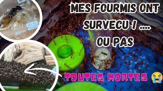 1 VIDÉO 17 ESPÈCES DE FOURMIS RETOUR DE VACANCES AÏE [upl. by Ziana]