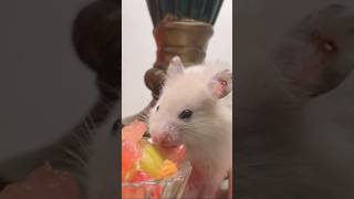 Hamster amp Cat Funcute shorts viralvideo [upl. by Nnaeirrac332]