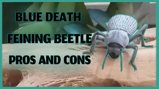 Pros And Cons Of Keeping Blue Death Feigning Beetles [upl. by Bilek377]