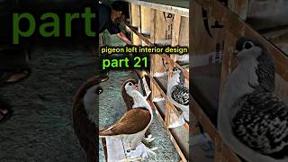 pigeon loft interior design part 21  pigeontips pigeon kabootar shortsfeed shorts [upl. by Isnan]