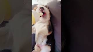 Dil hai chota sa 💖 doglover thelabcuties cutebeagle cute cutedog funny lovemusic [upl. by Aiuqat775]