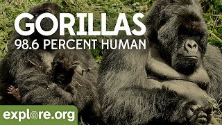 Gorilla Documentary  Gorillas 986 Human  Explore Films [upl. by Gerdi413]