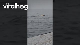 Polar Bear Swims In Open Waters  ViralHog [upl. by Anuahsar]