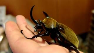 Megasoma gyas porioni  Rhinoceros Beetle  Nashornkäfer [upl. by Monteria]