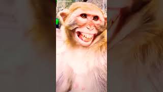 Monkey smiling 😁😊 monkey viralshort smiling [upl. by Andromache]