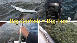 Big Fish Big fun Huge Garfish [upl. by Amos]