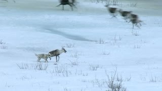 Wolf hunts caribou  Natures Epic Journeys Episode 2 Preview  BBC One [upl. by Innej]