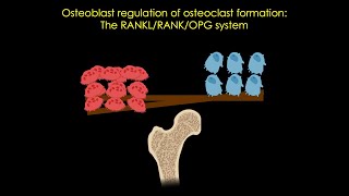 The RANKLRANKOPG system in bone [upl. by Annawot787]