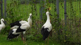 Storchenrettung Erfde ein Storchenkind aus Dänemark💗Stork rescue Erfde a storklet from Denmark [upl. by Arimahs680]