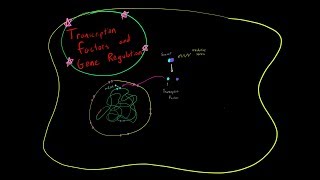 How Transcription Factors Regulate Gene Expression Genetics MCAT [upl. by Iak105]